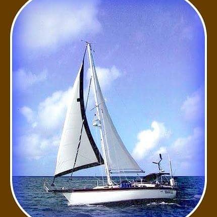 Seagull - Image 6