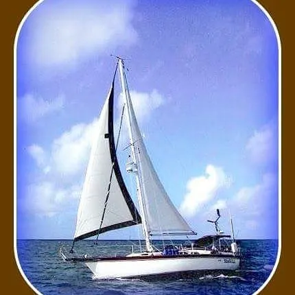 Seagull - Image 6